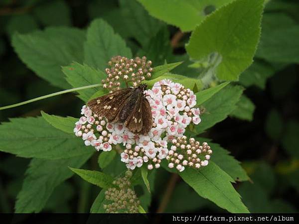 黃星弄蝶(狹翅黃星弄蝶)IMG_5716