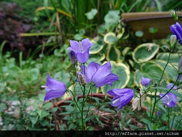 蔓性風鈴花