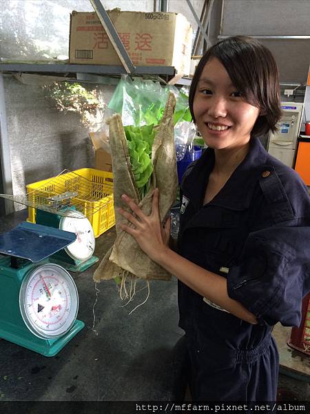 柯志寧於經營組包菜(柯志寧攝) 柯志寧於經營組包菜(柯志寧攝)