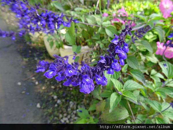 紫雲鼠尾草