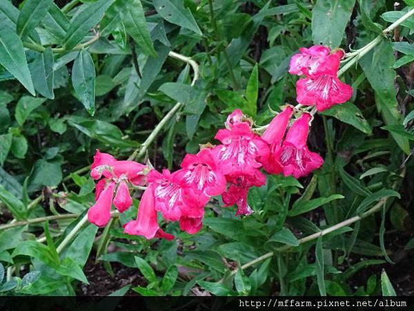 鐘鈴花