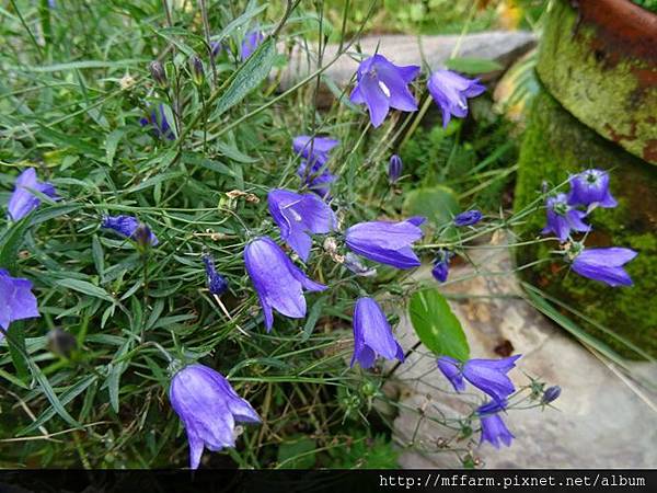 蔓性風鈴花