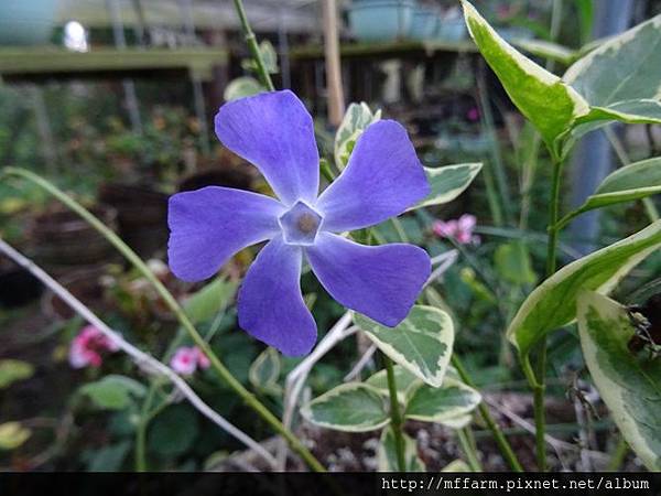 蔓常春花