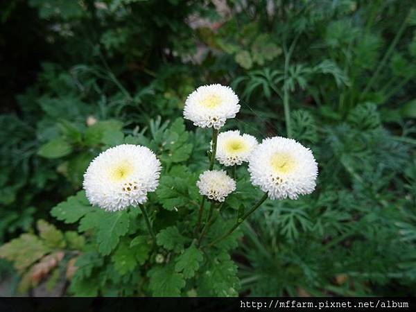 夏菊