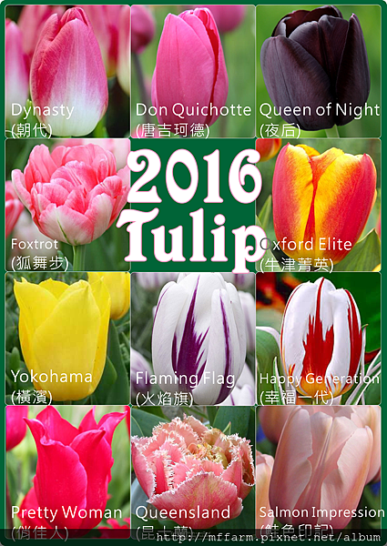 2016tulip (1)