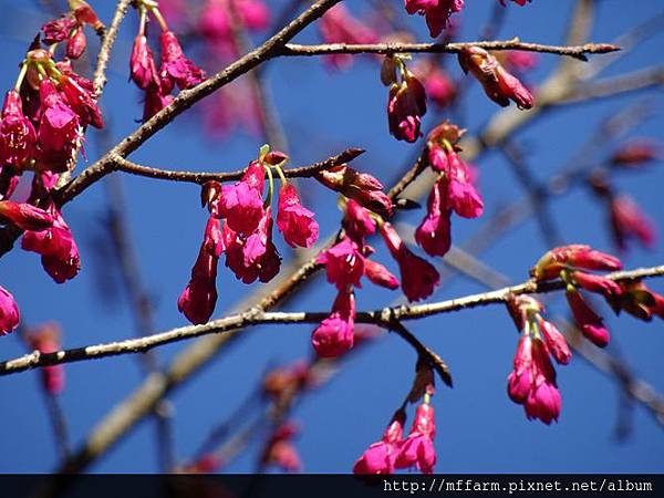 20160301山櫻花