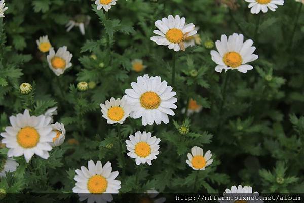 20160322 溫帶花卉區