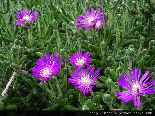 松葉菊(冰晶花).JPG