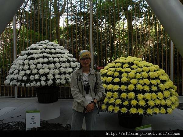 101222-23花博未來館 大立菊與芭樂1