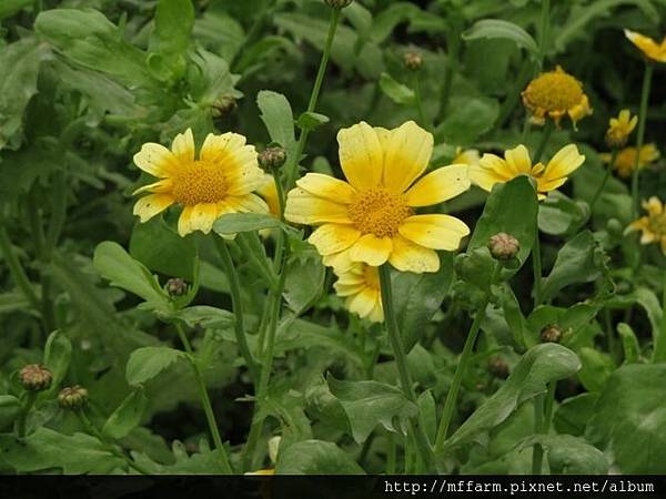 20151121 一平臺 歌德溫室 茼蒿開花