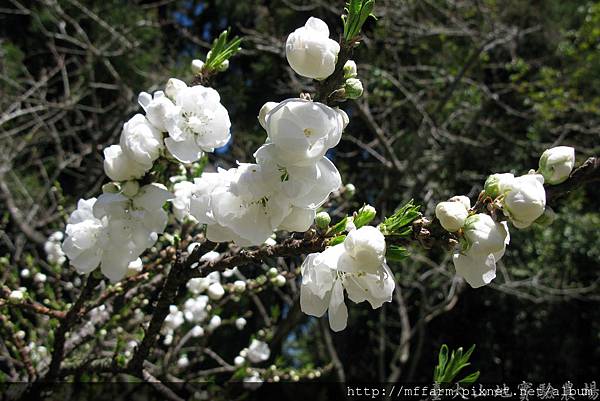 拍攝地點: 梅峰-伴月坡 拍攝植物: 矮桃     拍攝日期: 2016_04_06_Su