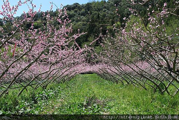 拍攝地點: 梅峰-208水蜜桃園 拍攝植物: 桃花    拍攝日期: 2016_04_06_Su