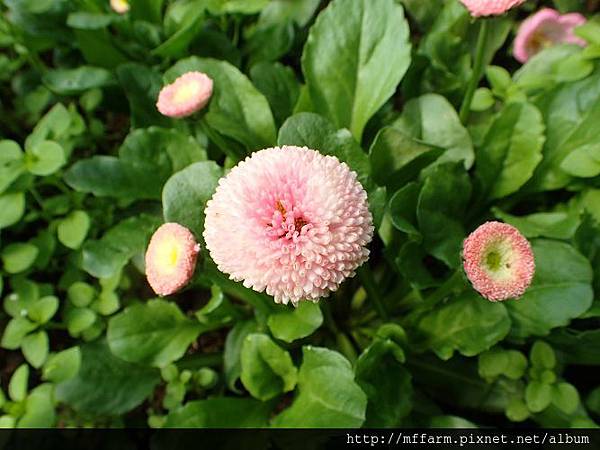 小雛菊 (3)