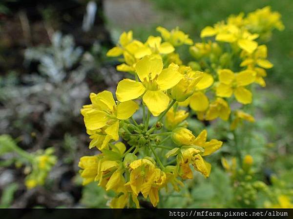 大橙黃花