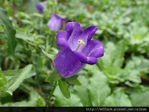 風鈴花