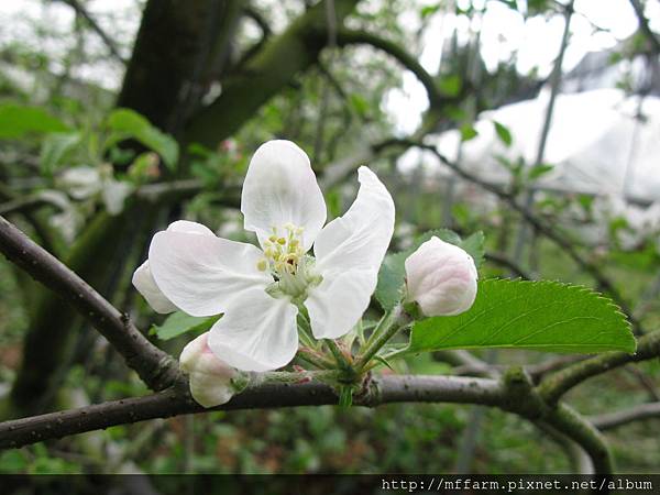 拍攝地點: 梅峰- 蘋果園 拍攝植物: 蘋果花 拍攝日期: 2016_04_19_Su