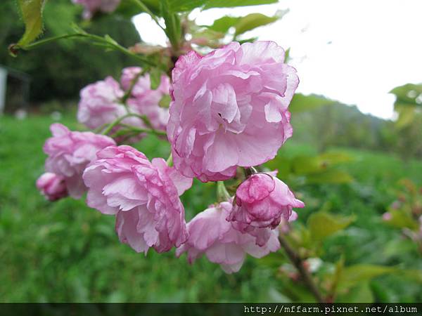 拍攝地點: 梅峰- 櫻花區 拍攝植物: 八重櫻(紅華) 拍攝日期: 2016_04_19_Su