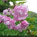 拍攝地點: 梅峰- 櫻花區 拍攝植物: 八重櫻(紅華) 拍攝日期: 2016_04_19_Su