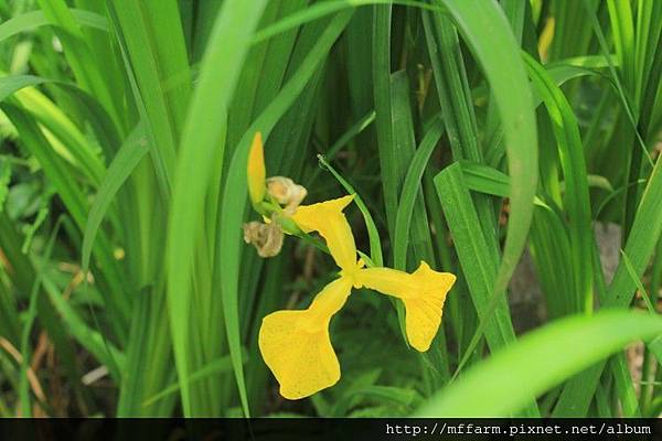 黃花鳶尾 (2)