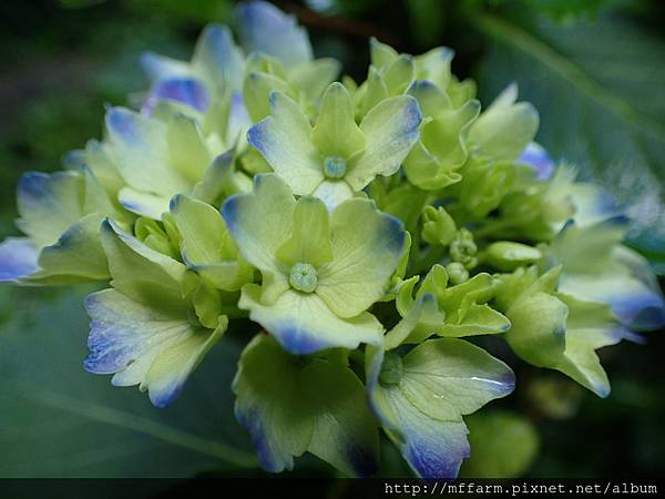 拍攝地點: 梅峰- 一平台 拍攝植物: 繡球花 拍攝日期: 2016_05_26_Su