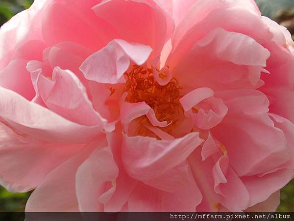 拍攝地點: 梅峰- 溫帶花卉區 拍攝植物: 玫瑰 拍攝日期:  2016_06_17_Su
