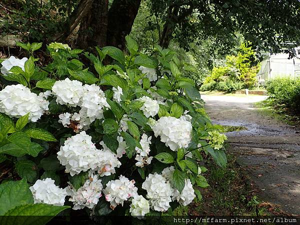 拍攝地點: 梅峰- 一平台 拍攝植物: 繡球花 拍攝日期: 2016_06_30_Su