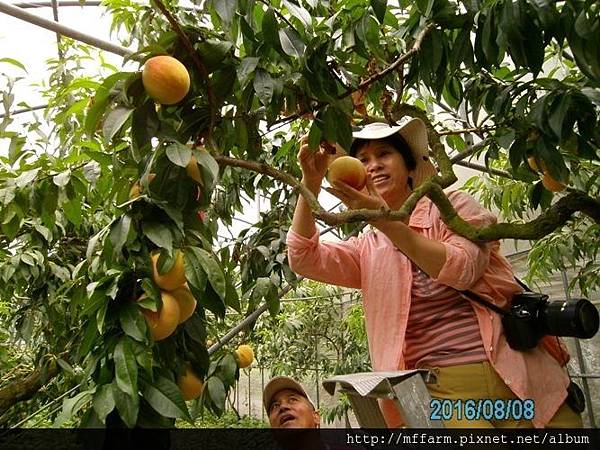 20160808在地蔬食採水蜜桃(呂郁葶) (16)