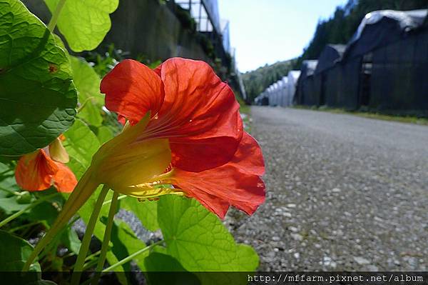 拍攝地點: 梅峰- 溫帶花卉區 拍攝植物: 金蓮花 拍攝日期: 2016_10_26_Su