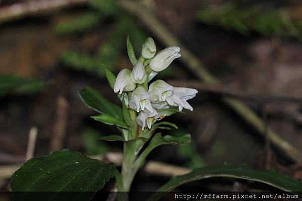 拍攝地點: 梅峰- 蘭園 拍攝植物: 短穗斑葉蘭 拍攝日期: 2016_10_03_曾祥霖