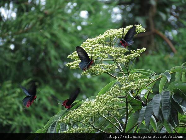 曙鳳蝶(曙鳳蝶)IMG_0803