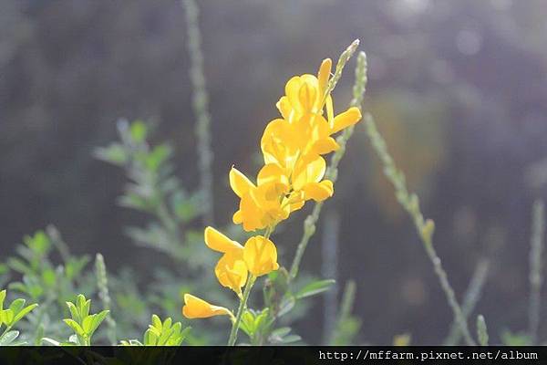 小金雀花 (1)