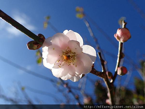 拍攝地點: 梅峰- 伴月坡 拍攝植物: 垂枝桃 拍攝日期: 2017_01_09_Su