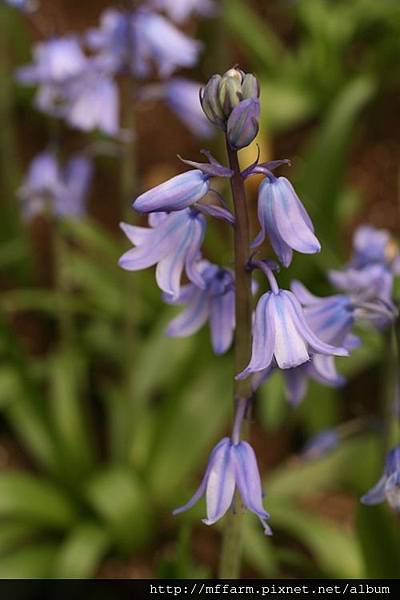 風信子科 西班牙藍鈴花(毛威仁)