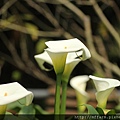 20170320白花海芋