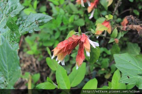 紅蝦花