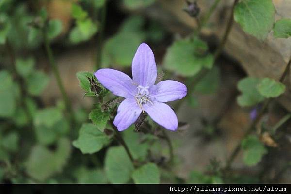 星花風鈴花