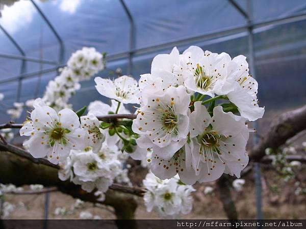 薔薇科 李花(陳祈男) (4)