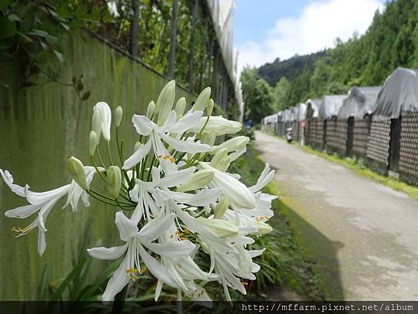 拍攝地點: 梅峰-溫帶花卉區  拍攝植物: 百子蓮 拍攝日期: 2017_07_14_Su