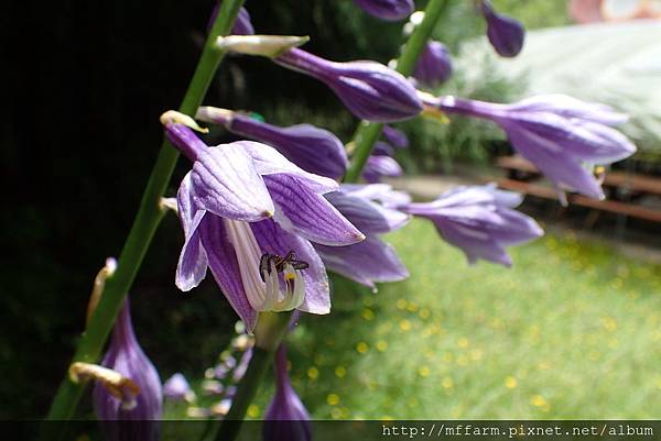 拍攝地點: 梅峰- 辦公室旁  拍攝植物: 玉簪 拍攝日期: 2017_07_14_Su