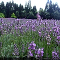 拍攝地點: 梅峰-薰衣草園  拍攝植物: 薰衣草  拍攝日期: 2017_08_15_Su