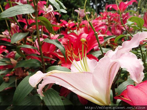 拍攝地點: 梅峰-溫帶花卉區  拍攝植物: 香水百合 拍攝日期: 2017_08_15_Su