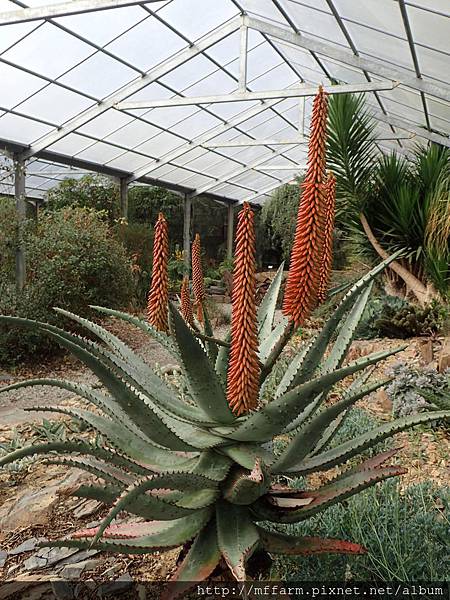 拍攝地點: 梅峰-生態園 拍攝植物: 蘆薈 拍攝日期: 2017_12_7_Su