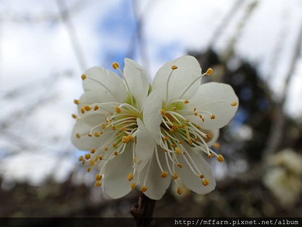 拍攝地點: 梅峰-伴月坡 拍攝植物:綠萼梅 拍攝日期: 2018_3_1_Su