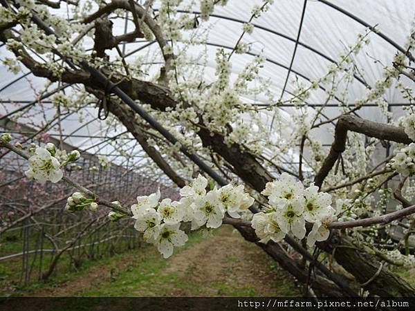 20180316李花.JPG