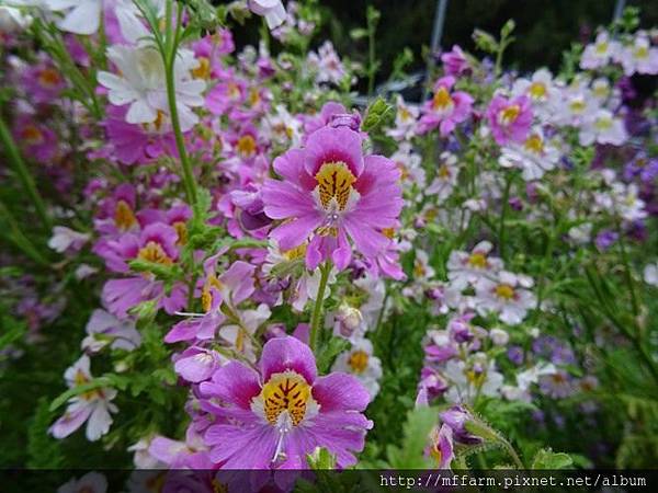 20180327蛾蝶花