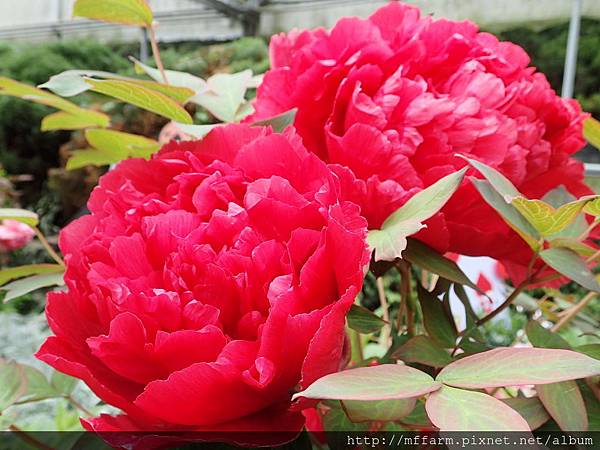 拍攝地點: 梅峰-溫帶花卉區 拍攝植物:牡丹 拍攝日期: 2018_4_16_Su