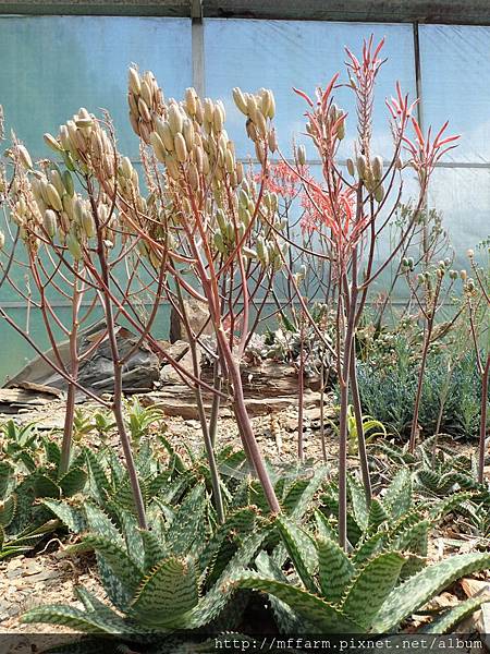 拍攝地點: 梅峰-生態園 拍攝植物:蘆葦 拍攝日期: 2018_6_5_Su