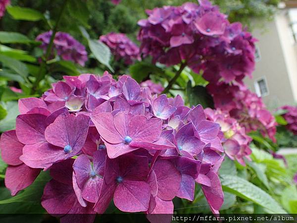 拍攝地點: 梅峰-教展中心前 拍攝植物:繡球花 拍攝日期: 2018_7_13_Su