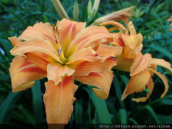 拍攝地點: 梅峰-溫帶花卉區 拍攝植物:萱草 拍攝日期: 2018_7_13_Su