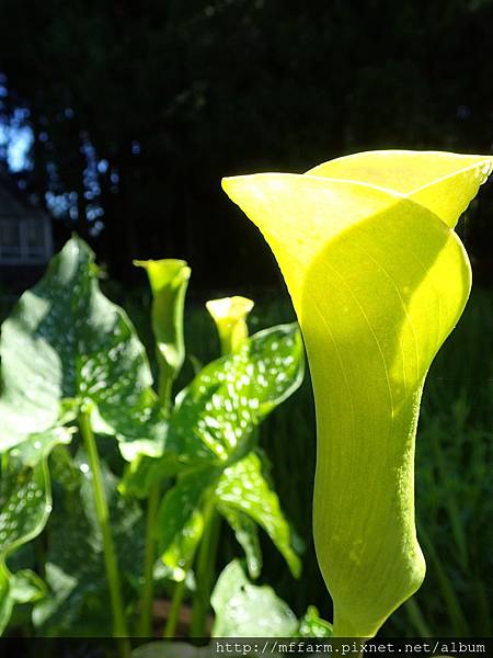 拍攝地點: 梅峰-溫帶花卉區 拍攝植物:彩色海芋 拍攝日期: 2018_8_8_Su